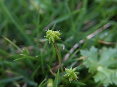 Hydrocotyle batrachium