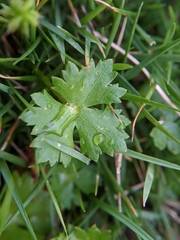 Hydrocotyle batrachium