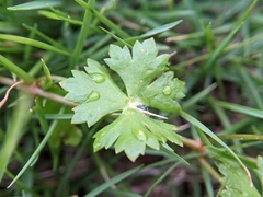 Hydrocotyle batrachium