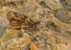 Catasticta ctemene