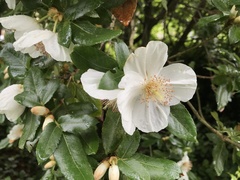 Eucryphia