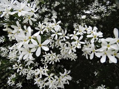 Ricinocarpos glaucus