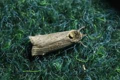 Nycteola asiatica