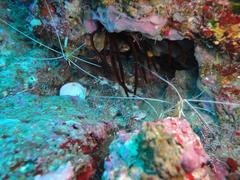 Rhynchocinetes durbanensis