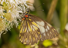 Catasticta ctemene
