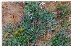 Astragalus monspessulanus