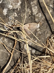 Hipparchia statilinus