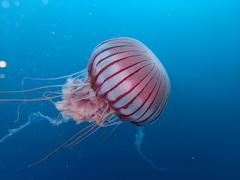 Chrysaora