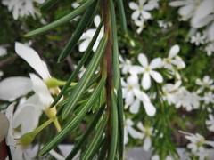 Ricinocarpos glaucus