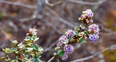 Ceanothus otayensis