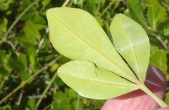 Searsia lucida lucida