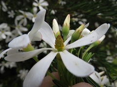 Ricinocarpos glaucus