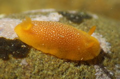 Doriopsilla gemela