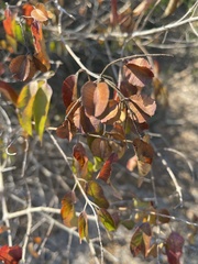 Combretum celastroides