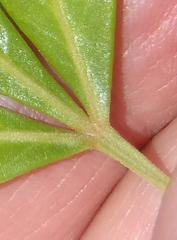 Searsia lucida lucida