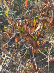 Combretum celastroides