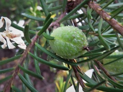 Ricinocarpos glaucus