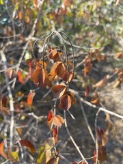 Combretum celastroides
