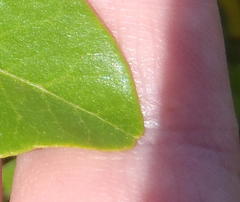 Searsia lucida lucida