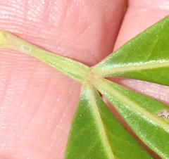 Searsia lucida lucida