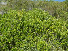 Searsia lucida lucida