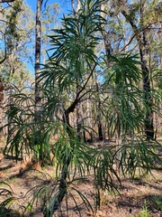 Persoonia longifolia