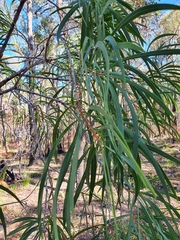Persoonia longifolia