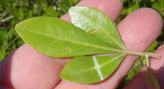 Searsia lucida lucida