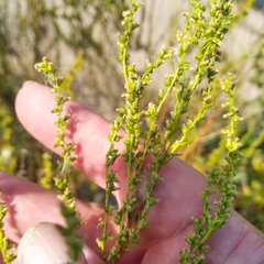 Artemisia scoparia