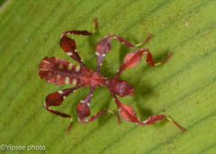 Cryptophyllium westwoodii