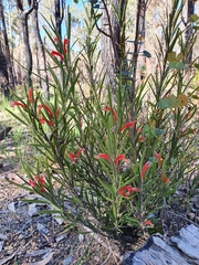 Adenanthos