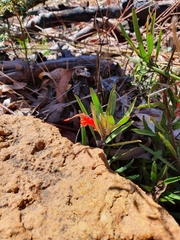 Adenanthos