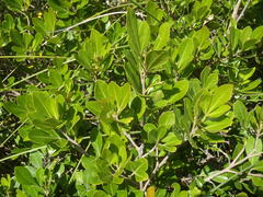 Searsia lucida lucida