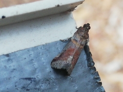 Acrobasis sodalella