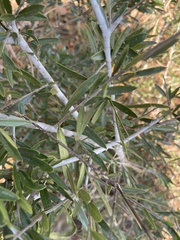 Boscia foetida subsp. filipes image