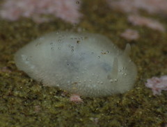 Conualevia alba