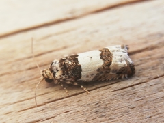 Epinotia thapsiana