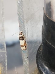 Epinotia thapsiana