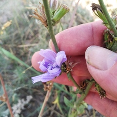 Cichorium intybus