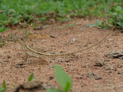 Sitana ponticeriana