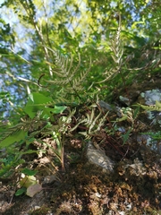 Aleuritopteris argentea