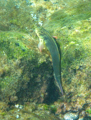 Ophioblennius atlanticus