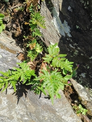 Aleuritopteris argentea