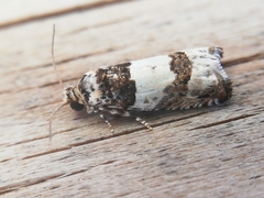 Epinotia thapsiana