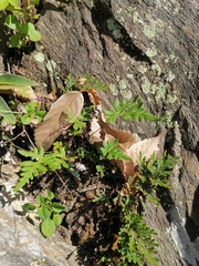 Aleuritopteris argentea