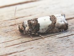 Epinotia thapsiana