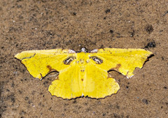 Corymica spatiosa