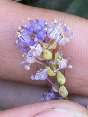 Ceanothus diversifolius