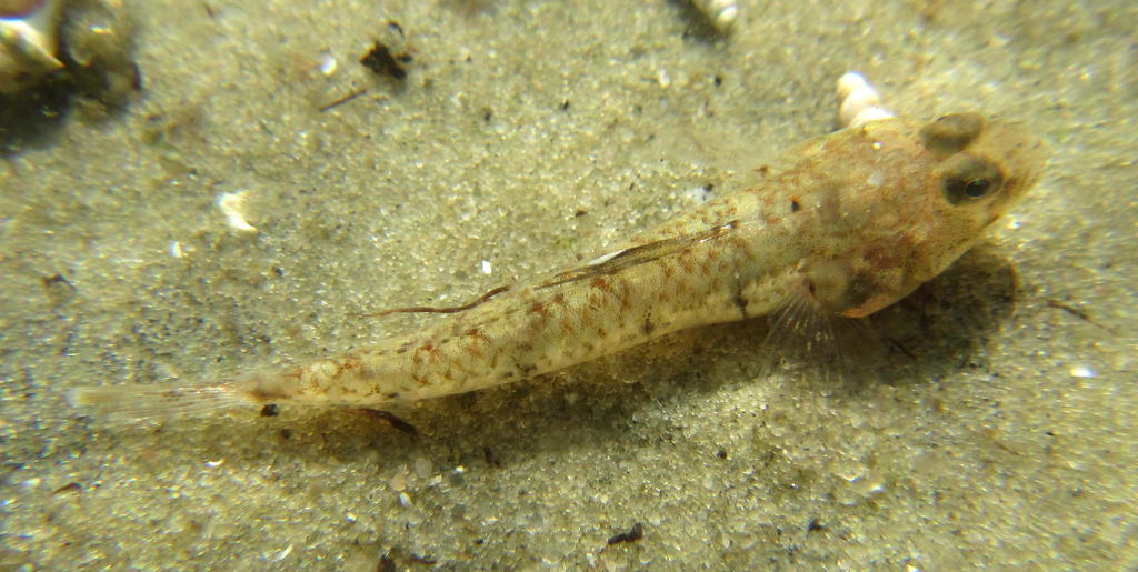 Sibaya goby (Silhouettea sibayi) — Gobiidae