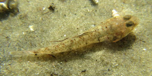 Sibaya goby (Silhouettea sibayi) — Gobiidae